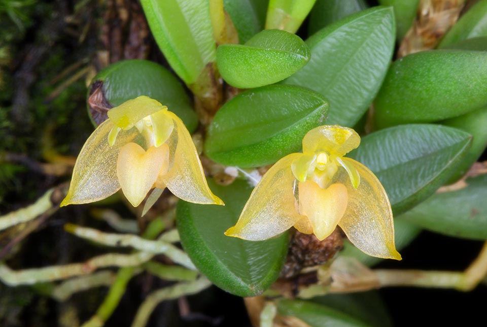 Miniature orchid spread in nature, but little present in cultivation. The leaves, used by natives as febrifuge, reach a maximum of 3 cm and the flowers 1 cm of diameter © Giuseppe Mazza