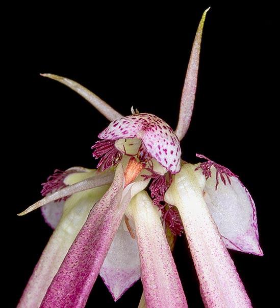 La inflorescencia suele portar 4 flores péndulas de pétalos blancos con flecos púrpuras © Giuseppe Mazza
