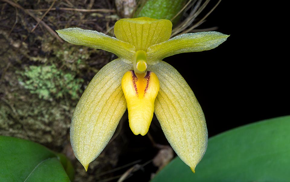 Las inflorescencias portan una sola flor, levemente perfumada, de alrededor de 5 cm de diámetro. Su cultivo es fácil © Giuseppe Mazza