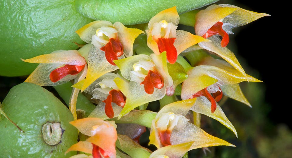 La compacta inflorescencia porta de 5 a 10 minúsculas flores de entre 0,6 y 0,8 cm de diámetro con un labelo rojo brillante que da nombre a la especie © Giuseppe Mazza