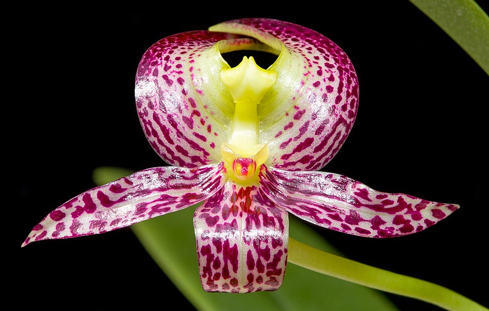 I fiori, macchiati di porpora, crescono isolati alla base dei pseudobulbi e raggiungono i 6-7 cm di diametro © Giuseppe Mazza