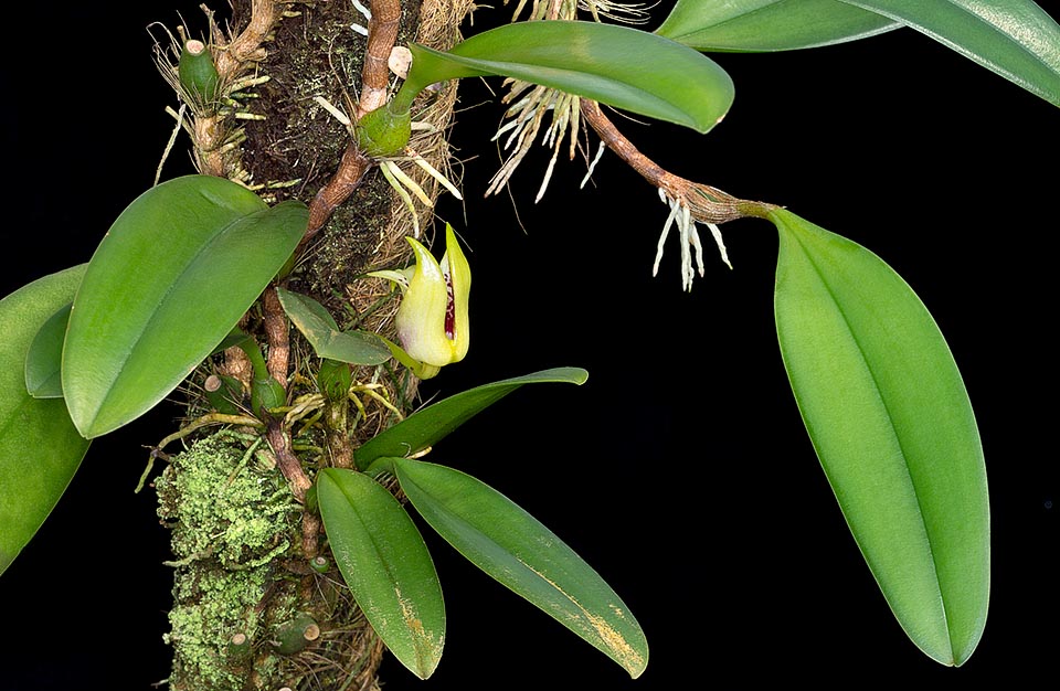 Peu connue en culture, Bulbophyllum gerlandianum est une épiphyte à rhizome rampant des Philippines et de Nouvelle-Guinée © Giuseppe Mazza