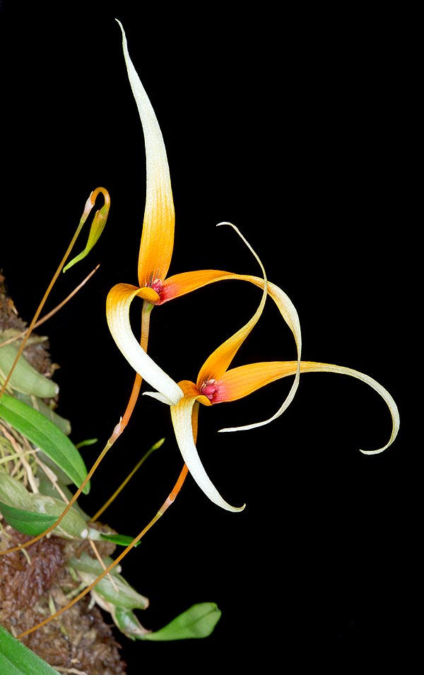 Nativo de Borneo, Malasia peninsular y Sumatra, el Bulbophyllum stormii es una epífita con rizoma rastrero, a veces ramificado, con pseudobulbos dispuestos en serie contigua © Giuseppe Mazza