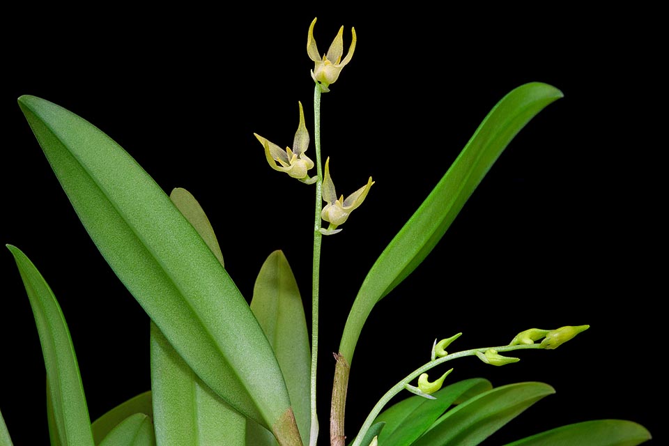 Fréquente dans les forêts de l'Asie du Sud-Est, Bulbophyllum flavescens est une épiphyte très variable aux pseudobulbes minuscules rapprochés sur un rhizome rampant © Giuseppe Mazza