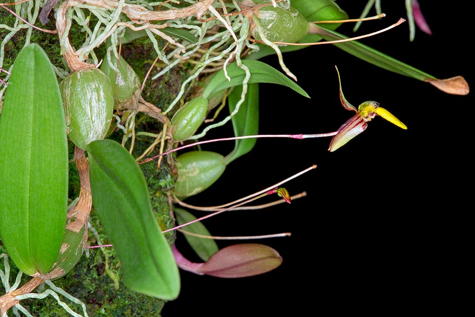 El Bulbophyllum tenuifolium es una epífita con rizoma rastrero enraizante en los nudos de las florestas húmedas del Sudeste Asiático, desde el nivel del mar hasta alrededor de los 1900 m de altitud. La hoja que brota en el ápice de cada pseudobulbo es oblongo-elíptica con ápice obtuso, de entre 2 y 5 cm de longitud © Mazza