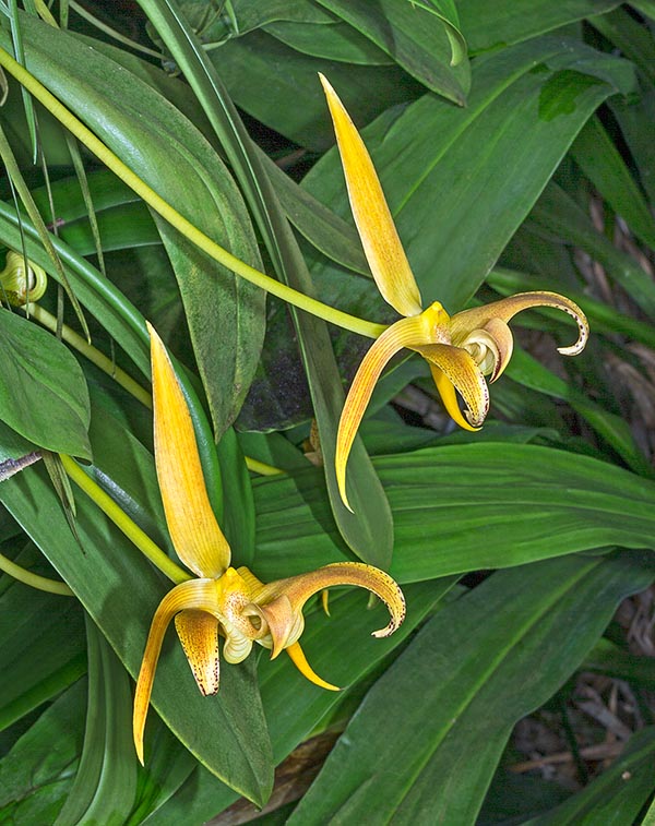 Epífita del Sudeste Asiático, el Bulbophyllum lobbii muestra inflorescencias sobre sólidos pedúnculos de 10-15 cm. Es una especie bastante variable en cuanto a tamaño y color de las flores © Giuseppe Mazza