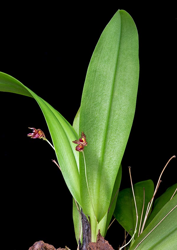 Épiphyte à rhizome rampant du sud-est asiatique, Bulbophyllum hirtulum forme des touffes compactes à pseudobulbes globuleux rapprochés, à feuilles longues de 15 cm et hampes minces de 5-9 cm © G. Mazza