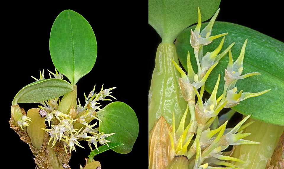 Peu cultivée, Bulbophyllum fractiflexum est une petite épiphyte de Nouvelle-Guinée à inflorescences à rachis zigzagant et à fleurs minuscules aux sépales acuminés © Giuseppe Mazza