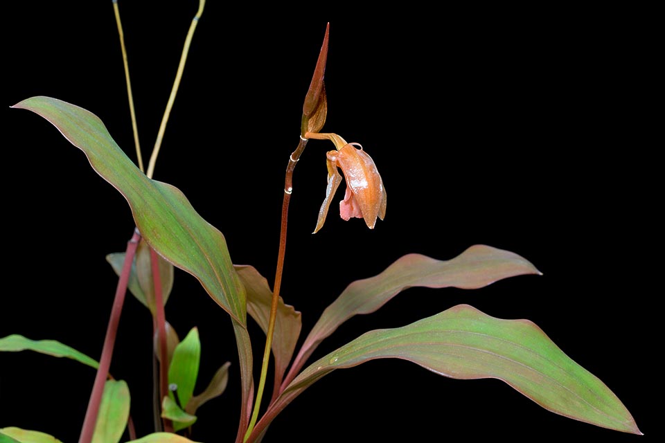 Little known, despite beauty and the unusual colour of flowers, Coelogyne kinabaluensis is an epiphyte endemic to Borneo. Woody rhizome with fleshy roots at the nodes © Giuseppe Mazza
