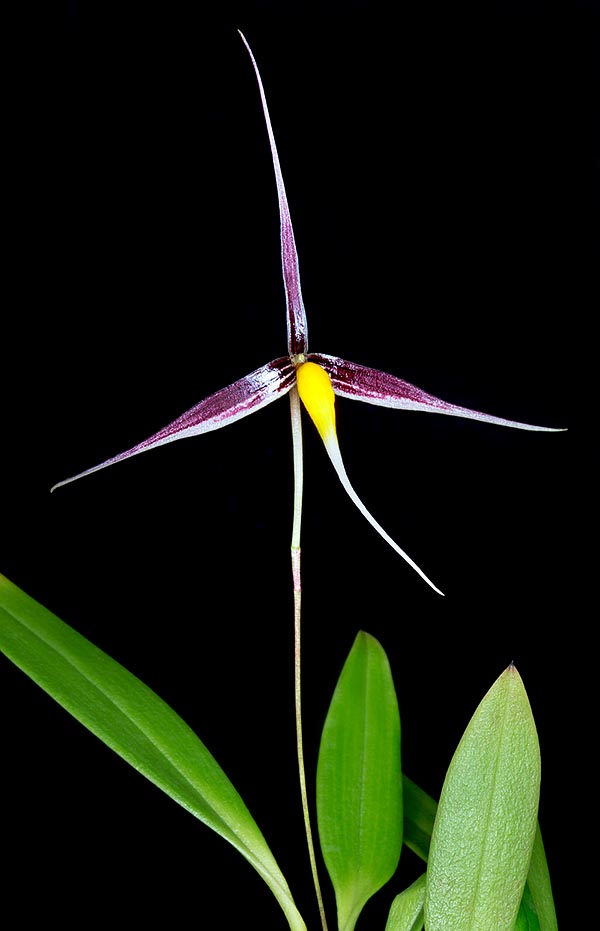 Epífita de Nueva Guinea, de fácil cultivo, el Bulbophyllum speciosum merecería una mayor difusión hortícola. Las hojas alcanzan los 16 cm y las flores de 7 a 8 cm de diámetro © Giuseppe Mazza