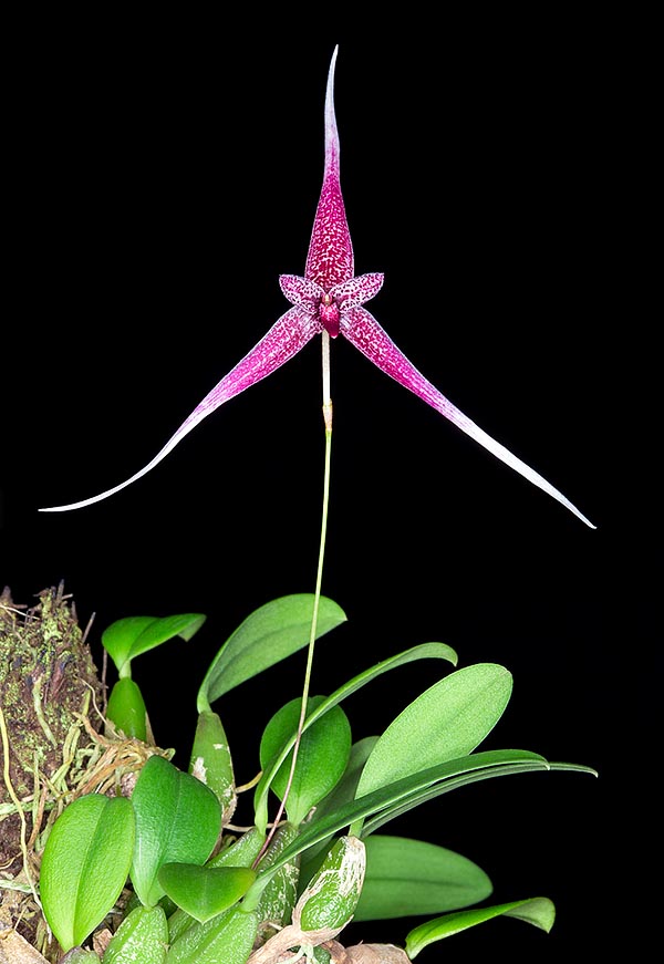 Epífita de las Filipinas, Bulbophyllum woelfliae es de fácil cultivo. Espléndidas flores en estrella de 8-12 cm © Giuseppe Mazza
