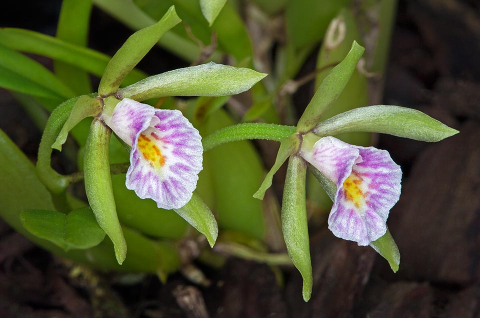 Cischweinfia dasyandra est une orchidée épiphyte miniature des forêts de nuages d'Amérique centrale, facile à cultiver, même à intérieur © Giuseppe Mazza