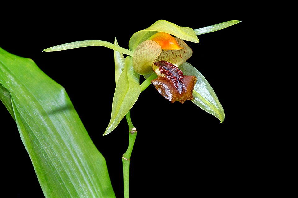 Epiphyte or lithophyte of Tioman Island, off the eastern coast of Peninsular Malaysia, the Coelogyne tiomanensis has a creeping rhizome with 2-5 cm ovoidal pseudobulbs, with one 15-30 cm leaf and 2-10 7 cm flowers gradually opening. Little known, should deserve a better horticultural diffusion © Giuseppe Mazza