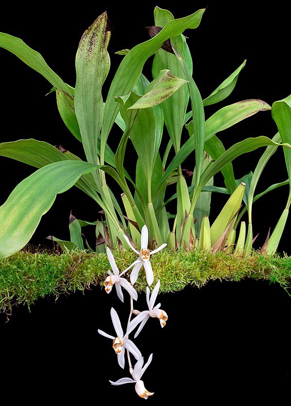 Coelogyne swaniana est originaire du sud-est asiatique où elle pousse sur les rochers calcaires ou les branches couvertes de mousse. Pseudobulbes quadrangulaires de 5-12 cm, avec deux feuilles à l'apex © Giuseppe Mazza