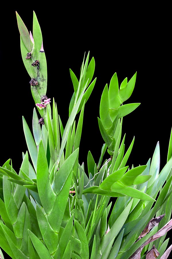 Orchidée miniature, rare en culture, Dendrobium kiauense est une épiphyte de Bornéo © Giuseppe Mazza