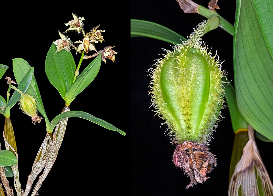 Épiphyte de Nouvelle-Guinée, Dendrobium Finisterrae a des pseudobulbes dressés fusiformes de 30-50 cm sillonnés longitudinalement. Ensemble et détail du fruit © Giuseppe Mazza