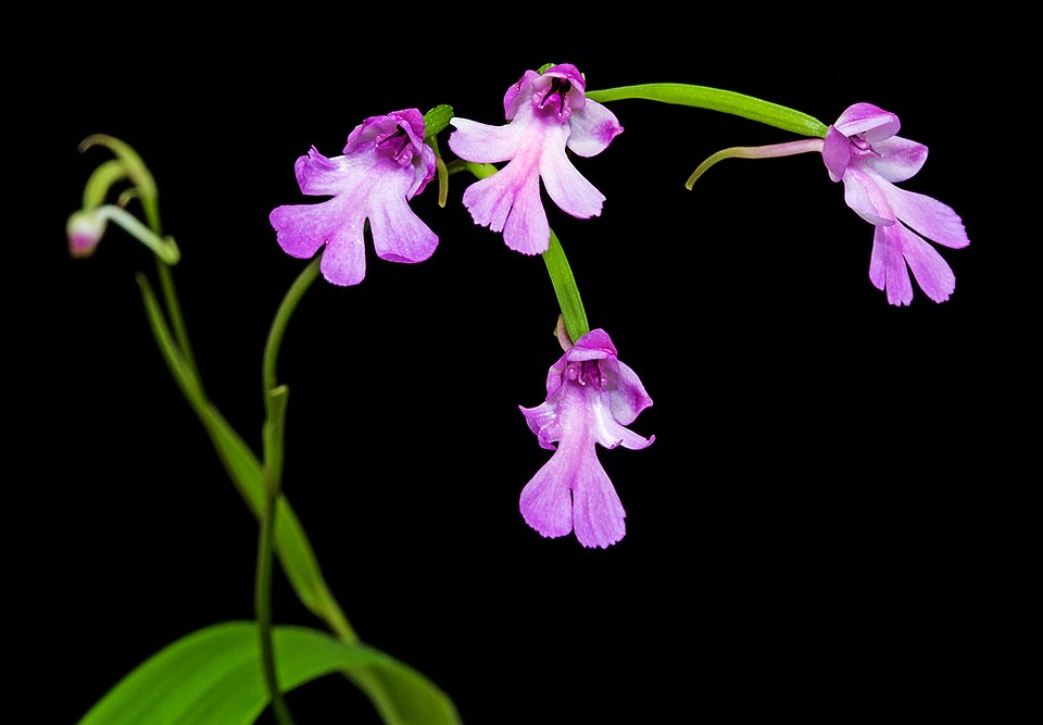 The Cynorkis purpurascens is a terrestrial orchid, at times epiphyte, deciduous, with two fleshy tubers and 1-2 basal leaves, 20-45 cm long © Giuseppe Mazza