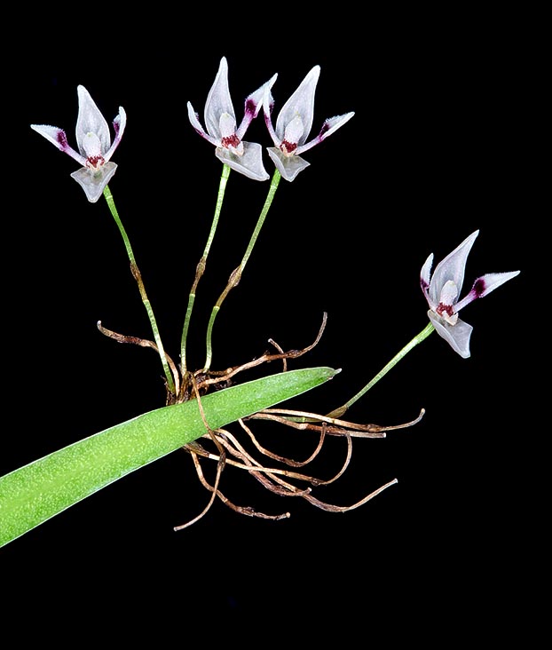 Pleurothallis aspergillum est épiphyte cespiteuse de la forêt de nuages d’Equateur © Giuseppe Mazza