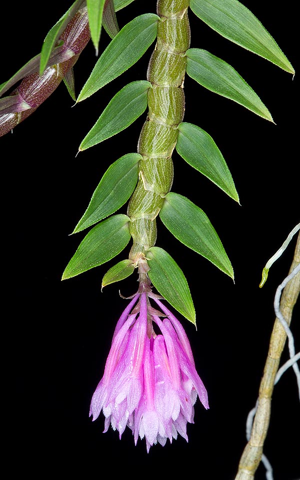 El Dendrobium limpidum es una epífita decidua del este de Nueva Guinea © Giuseppe Mazza