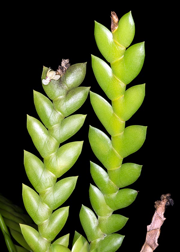 Orquídea miniatura, rara en cultivo, el Dendrobium merrillii es una epífita de las Filipinas  © G. Mazza