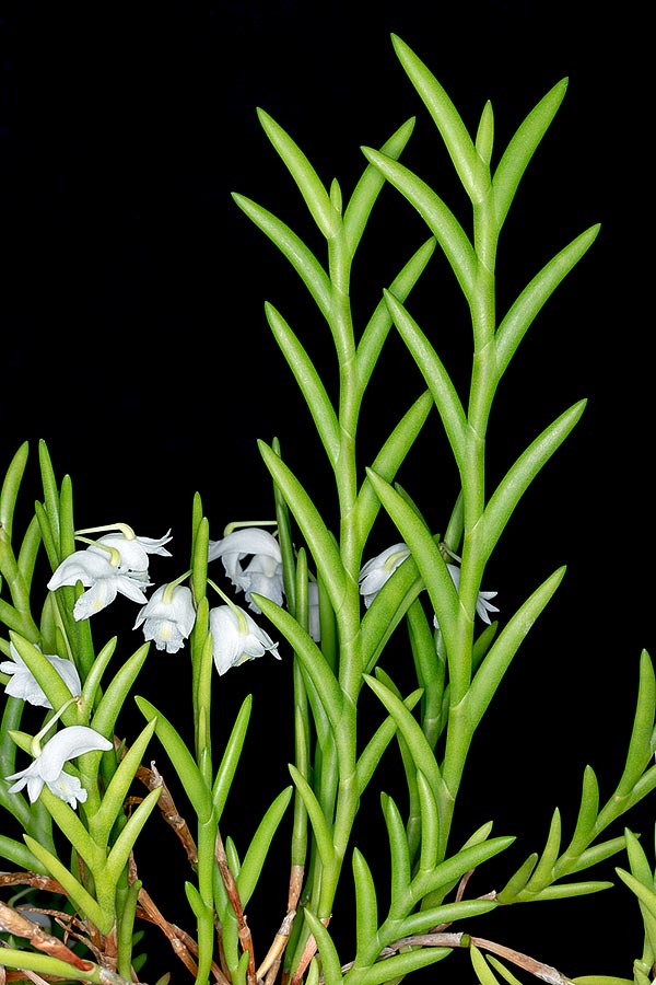 Dendrobium sphenochilum est une orchidée épiphyte de Nouvelle-Guinée et du Sulawesi à tiges rapprochées tendant à pendre sous le poids, étant donné qu’elles peuvent atteindre 50 cm  ©  Mazza