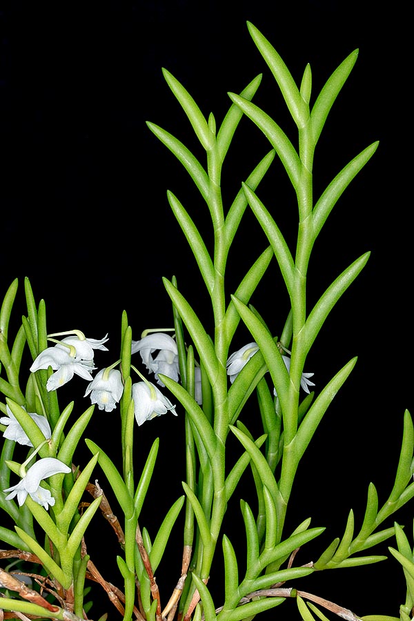 El Dendrobium sphenochilum es una orquídea epífita de Nueva Guinea y Sulawesi con tallos agrupados, tendientes a péndulos por el peso, ya que puede alcanzar los 50 cm © Giuseppe Mazza