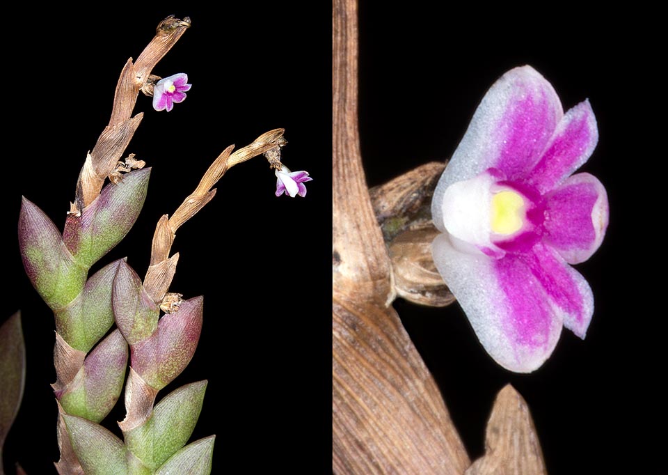 Beautiful miniature orchid almost unknown in cultivation, the Dendrobium pseudoaloifolium is an epiphyte of Borneo humid forests. Alternate leaves, distichous, imbricate, fleshy, with lamina folded in two along the central vein. They do not exceed the 10 mm and the flowers are of only 5 mm of diameter © Giuseppe Mazza