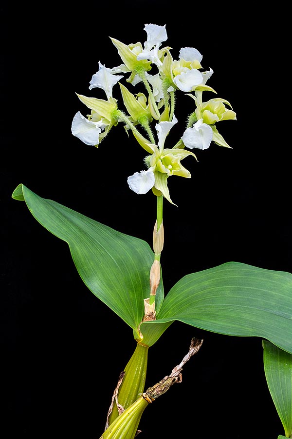 Dendrobium forbesii es una epífita de Nueva Guinea con pseudobulbos fusiformes agrupados de 20-35 cm © Giuseppe Mazza