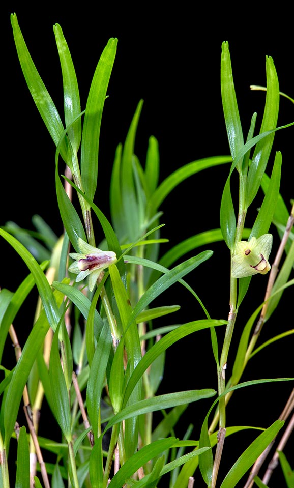 Raro en cultivo, el Dendrobium poneroides es una epífita de Nueva Guinea con tallos delgados aplanados e insólitas hojas alternas de ápice bilobulado. Flores solitarias con diámetro de 1 cm © Giuseppe Mazza