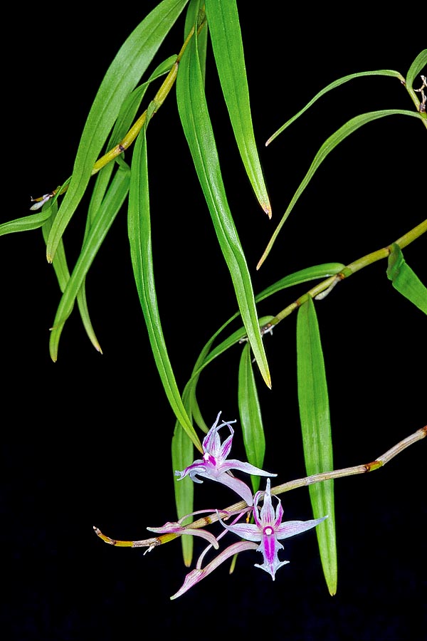 Native to Sulawesi, Dendrobium rantii is a deciduous epiphyte with drooping posture © Giuseppe Mazza