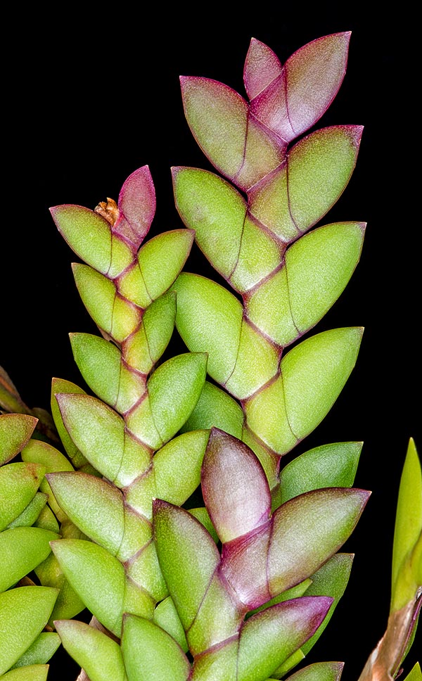 El Dendrobium ramificans es una epífita de Sulawesi y las Molucas con tallos ramificados de 15-30 cm © Giuseppe Mazza