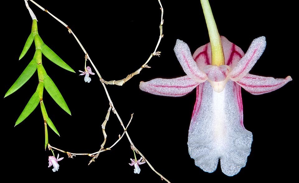 Epiphyte de Nouvelle-Guinée, rare en culture, Dendrobium pseudocalceolum a des tiges minces, pendantes, mesurant jusqu’à de 1 m, à feuilles charnues alternes, distiques, d'environ 5 cm au limbe plié en deux le long de la nervure centrale. Inflorescences à partir des nœuds apicaux privés de feuilles à 1-3 de fleurs de taille modeste © Giuseppe Mazza