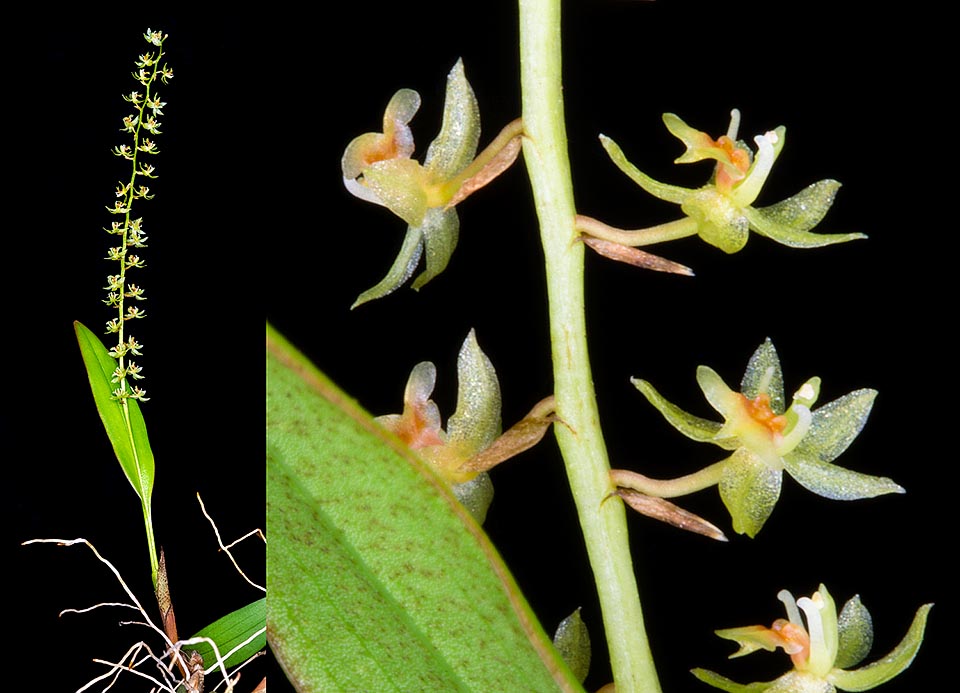 Orquídea miniatura, poco conocida en cultivo, el Dendrochilum gibbsiae de Borneo es una epífita con inflorescencias de  10-20 cm que portan numerosas flores minúsculas  © Giuseppe Mazza