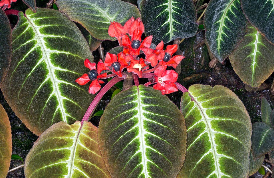 Raro en la naturaleza, en los bosques nebulosos de Cutucú y Cóndor en Ecuador, el Corytoplectus cutucuensis es una herbácea siempreverde terrestre de 60 cm de alto © Giuseppe Mazza