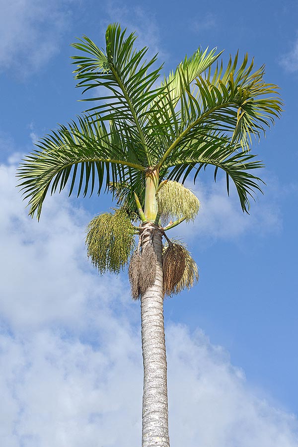 The Hyophorbe verschaffeltii is endemic to Rodrigues, small island of the Mascarene Archipelago © Giuseppe Mazza