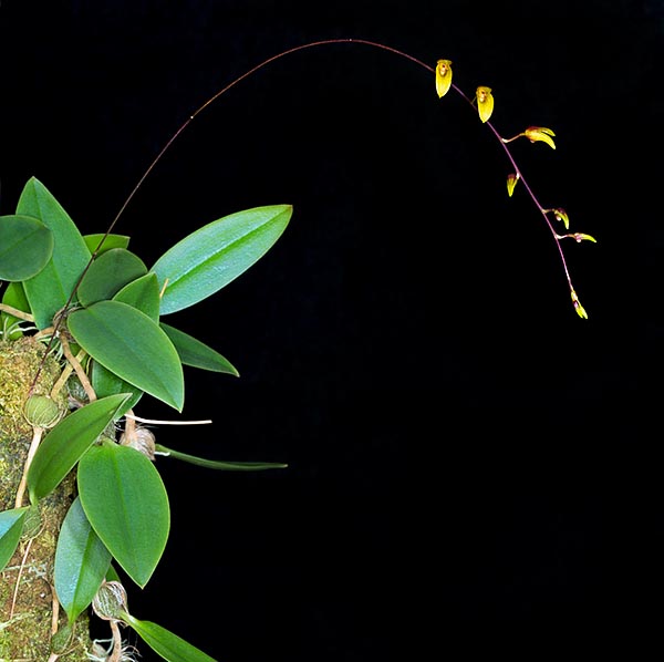 Bulbophyllum hengstumianum est une épiphyte native de l'archipel Bismarck © Giuseppe Mazza