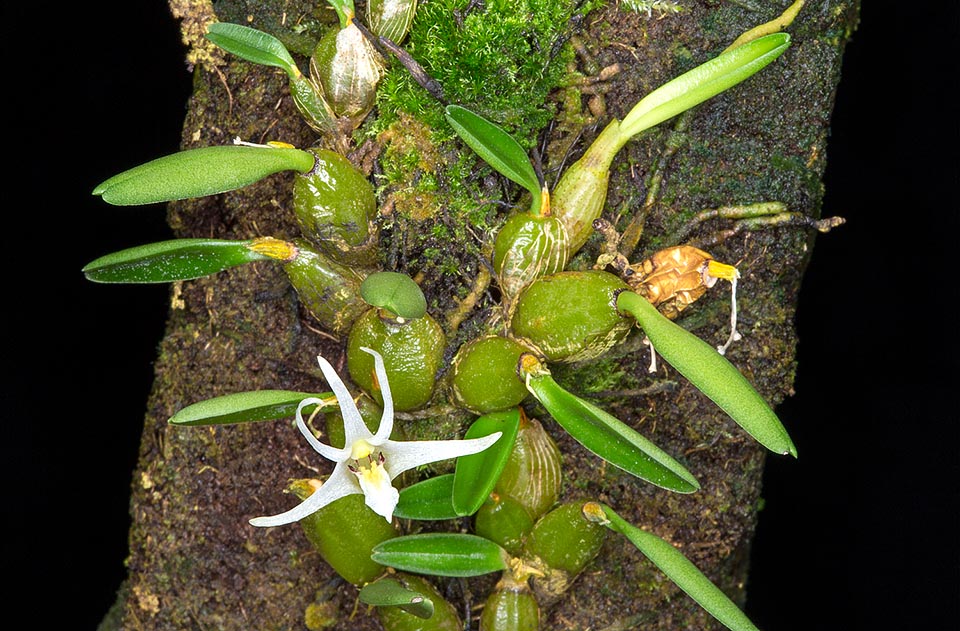 Dendrobium minjemense est une épiphyte de Nouvelle Guinée. Ses inflorescences terminales apparaissant en succession comportent une seule fleur de 2,5 cm © Giuseppe Mazza