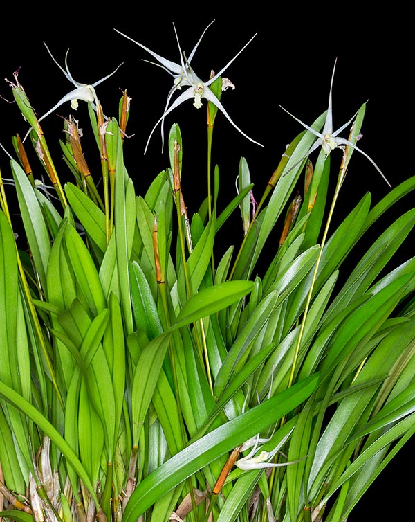 Rare in cultivation, Debdrobium nitidissimum is native to Bismarck, Solomon islands and New Guinea © Giuseppe Mazza