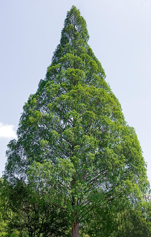 La copa de la Metasequoia glyptostroboides, primero cónica y después cilíndrica, puede alcanzar los 50 m © Giuseppe Mazza