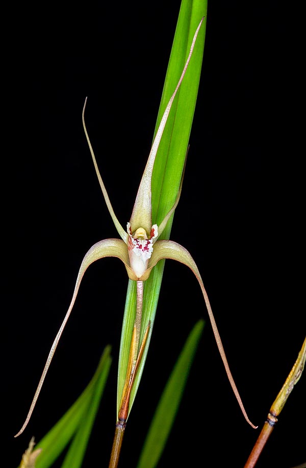 Poco conocido en cultivo,  Dendrobium textile forma grandes matas en las pluviselvas de la isla de Sulawesi © Giuseppe Mazza