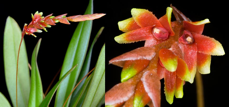 Rare dans la nature et peu cultivée, Dendrochilum woodianum est une épiphyte des Philippines. Cette orchidée miniature a des pétales et des sépales couleur de feu © Giuseppe Mazza