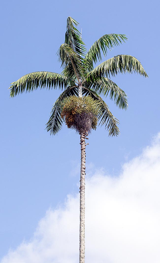 Elegant, with its long thin ringed 15-20 m trunk, the Veitchia winin is native to Vanuatu © Giuseppe Mazza