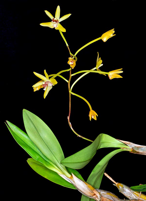 Epiphyte or lithophyte with creeping woody rhizome of 4-5 mm of diameter, the Dendrobium geminatum is a little cultivated species present on a vast area in the South-East Asia forests © Giuseppe Mazza