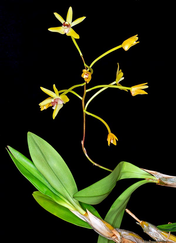 Epífita o litófita con rizoma leñoso rastrero de entre 4 y 5 mm de diámetro, el Dendrobium geminatum es una especie poco cultivada nativa de las selvas de una vasta área del Sudeste Asiático  © Giuseppe Mazza