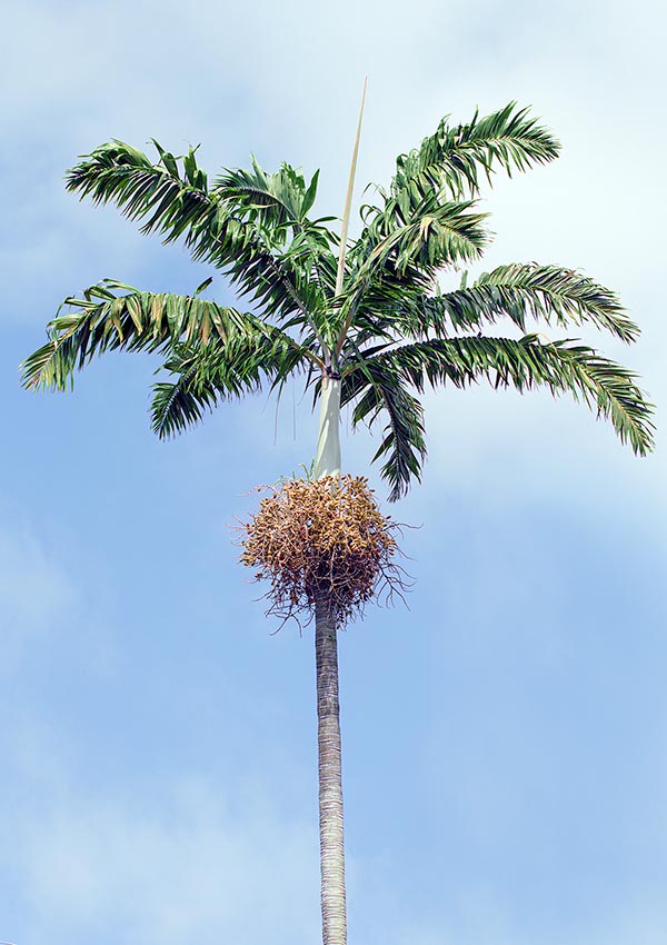 The Veitchia arecina of Vanuatu is at home on the volcanic soils in the humid forests of Nguna Island © Giuseppe Mazza