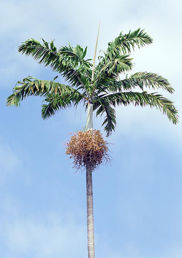 Veitchia arecina du Vanuatu est chez lui sur les sols volcaniques des forêts humides de l'île de Nguna © Giuseppe Mazza