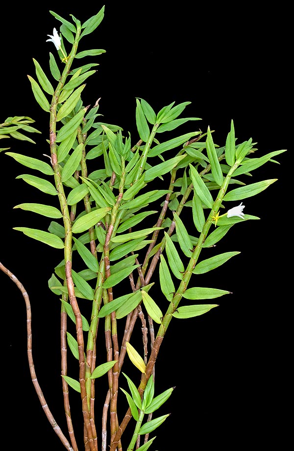 Eria pilifera est une épiphyte,  avec des pseudobulbes cylindriques de 40-50 cm, native de l'Asie du Sud-Est © Giuseppe Mazza