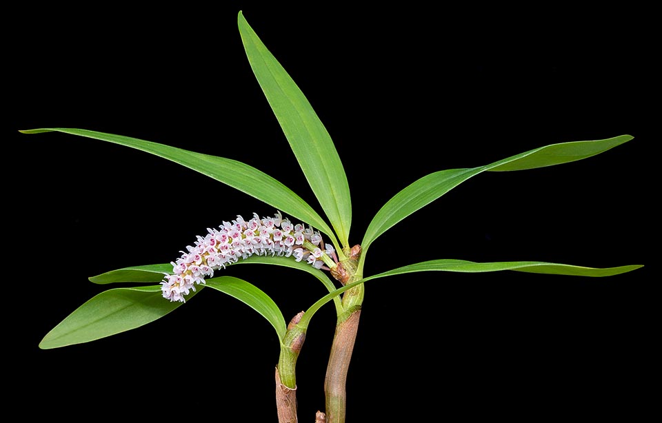 Pinalia multiflora est une épiphyte formant des touffes denses à Bali, Java et sumatra. Les pseudobulbes ont de 15 à 32 cm avec 2-7 feuilles linéaires et lancéolées © Giuseppe Mazza