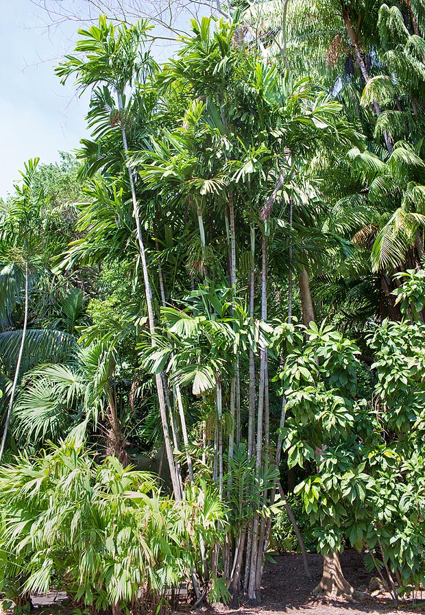La Hydriastele rostrata es originaria de las pluviselvas pantanosas de Nueva Guinea © Giuseppe Mazza 