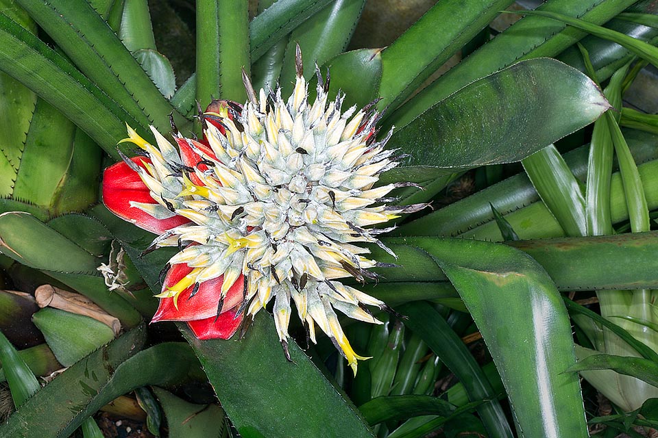 The Aechmea tomentosa of Brazil blooms only once and then dies. Epiphyte, at times terrestrial, has leaves that may exceed 1 m and a 60-80 cm inflorescence © Giuseppe Mazza